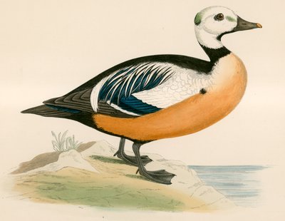 Pato Occidental de Steller de Beverley R. Morris