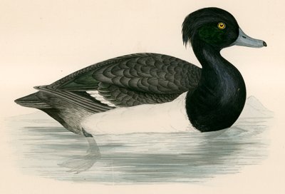 Pato Moñudo de Beverley R. Morris