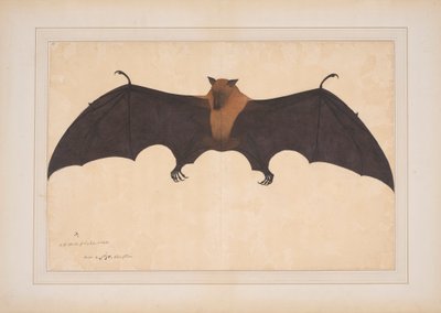 Gran murciélago frugívoro de la India (Ptreopus Giganteus) de Bhawani Das
