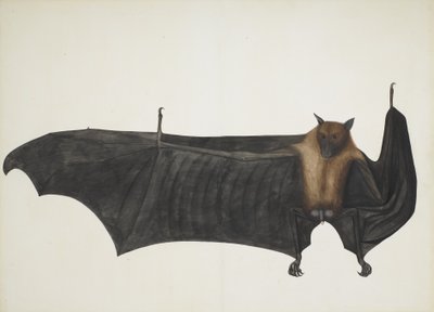Gran murciélago frugívoro indio, ca. 1777-82 de Bhawani Das