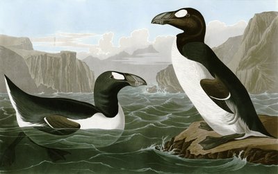  Gran alca de Bird Artist of America. John James Audubon