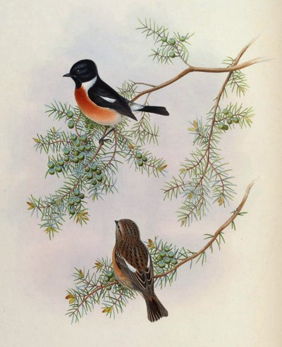 Saxicola maurus indicus, en Juniperus formosana. De The Birds of Asia (John Gould), volumen 4 de BirdsAsiaJohnGoIVGoul_0144.jpg