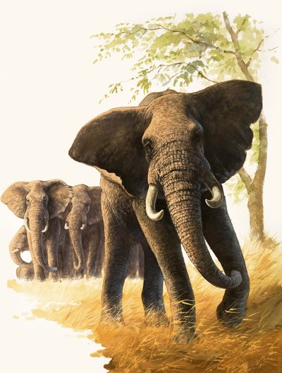 Elefante macho protegiendo a hembras y crías de Bob Hersey