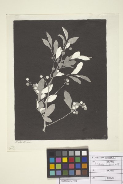 Huckleberry (tinta sobre papel) de Bolton Coit Brown