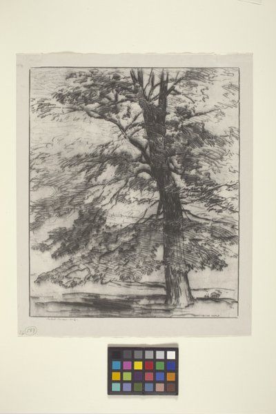 Sugar Maple (tinta sobre papel) de Bolton Coit Brown
