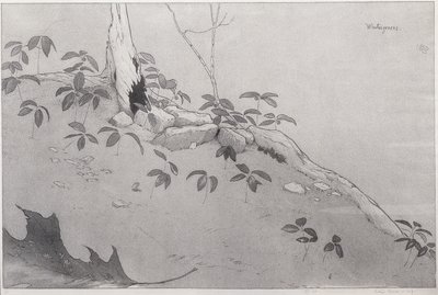 Winter-Greens (tinta sobre papel) de Bolton Coit Brown