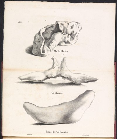 Tres partes del hueso hioides de la ballena, 1827 Os du Rocher / Os Hyoid / Corne de l