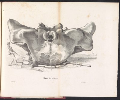 Cráneo de ballena, 1827 Base du Crane (título sobre objeto) de Bossuet