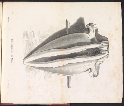 Cráneo de ballena, 1827 Face supérieure du Crâne (título sobre objeto) de Bossuet