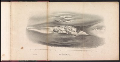 Genitales femeninos de la ballena, 1827 Vue de la Vulve (título sobre objeto) de Bossuet