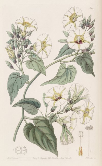Merremia umbellata de Botanical Register