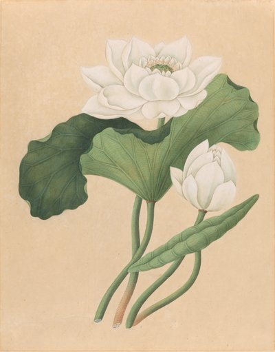 Loto indio oriental (Nelumbo nucifera) de British 19th Century