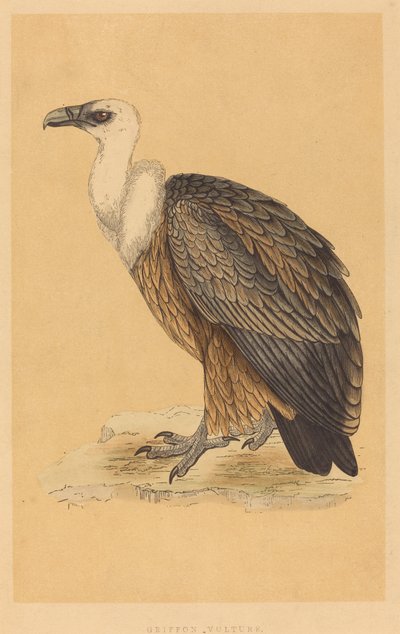 Buitre Leonado de British 19th Century
