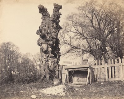 Árbol viejo cerca de Chatham de British 19th Century