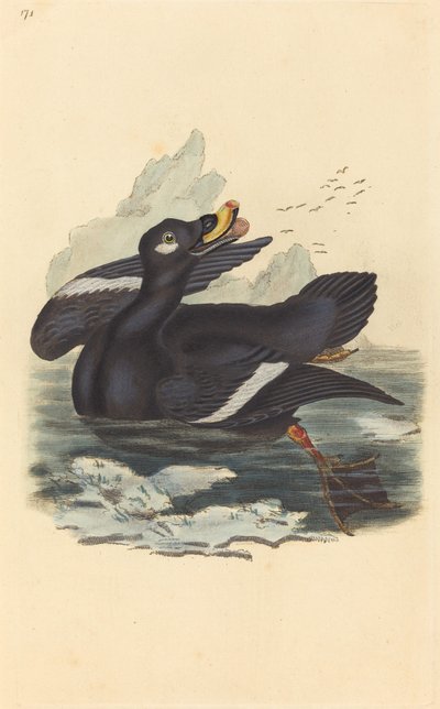 Pato de terciopelo de British 19th Century