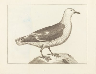 Aves acuáticas de British 19th Century