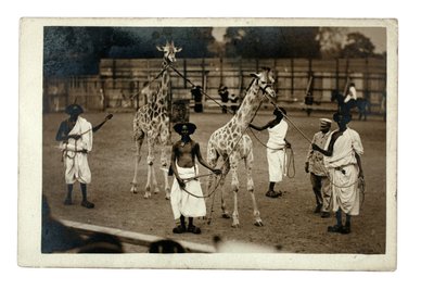 Jirafas y sus cuidadores somalíes, c.1905 (gelatina de plata) de British Photographer