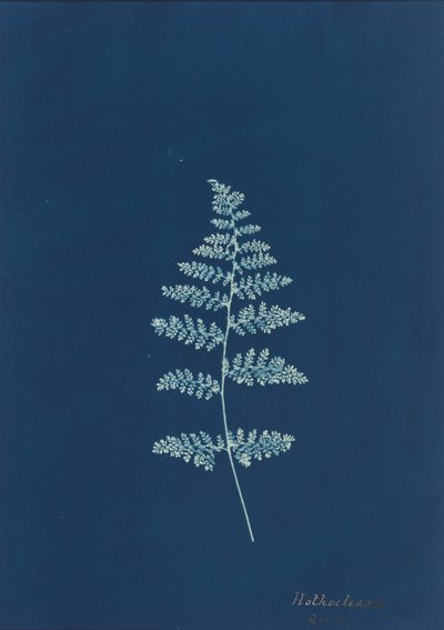 Hothocleana,c. década de 1850 (foto) de British Photographer