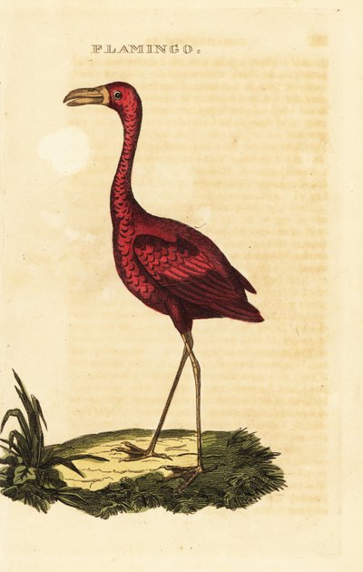 Flamenco americano, Phoenicopterus ruber de British School