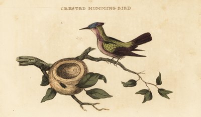 Colibrí crestado de las Antillas, Orthorhyncus cristatus de British School