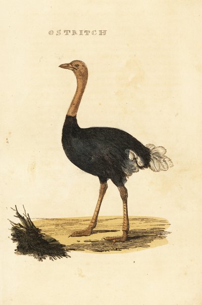 Avestruz común, Struthio camelus de British School