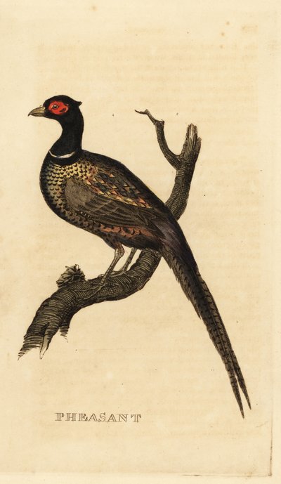 Faisán común, Phasianus colchicus de British School