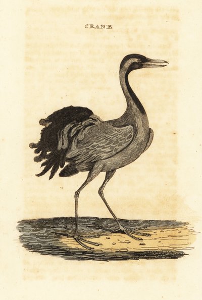 Cráneo de damisela, Grus virgo de British School
