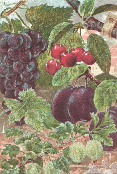 Frutas: uvas, cerezas, ciruelas (litografía en color) de British School