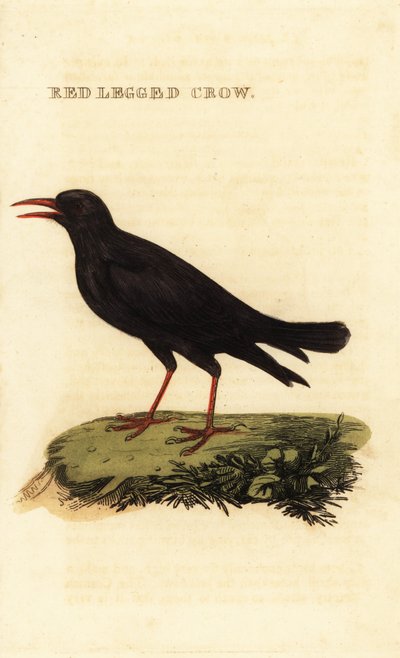 Chova piquirroja, Pyrrhocorax pyrrhocorax de British School