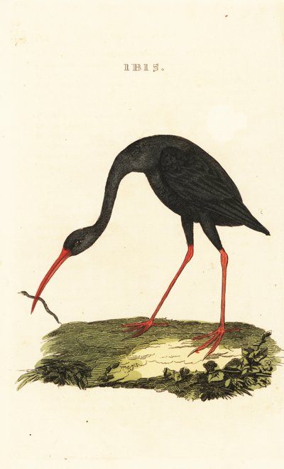 Ibis de cola afilada, Cercibis oxycerca de British School