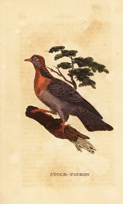 Paloma de la reserva, Columba oenas de British School