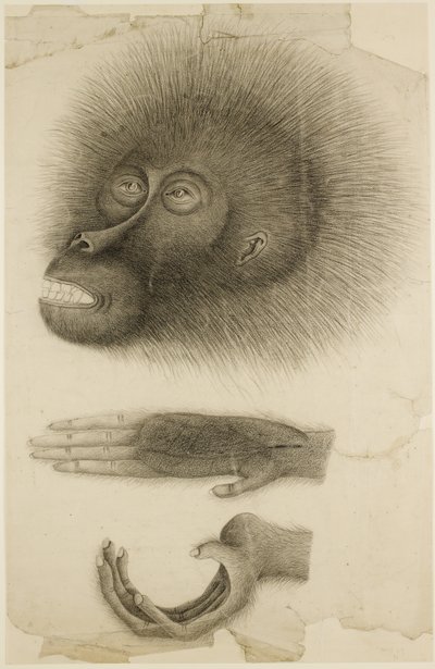 La cabeza y las manos de un orangután, c.1818-30 (lápiz y acuarela sobre papel) de British School