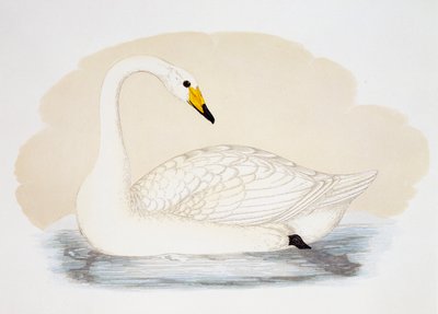 Cisne salvaje (Cygnus cygnus), grabado, Reino Unido de British School