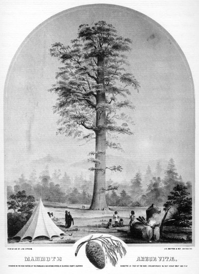 Un árbol alto, California, EE.UU., siglo XIX de Britton and Rey