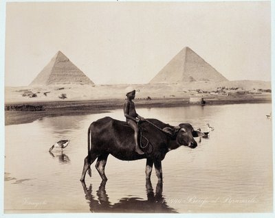 Un niño y un buey en un cuerpo de agua al pie de las pirámides de Kefrén y Keops en Giza - fotografía de los hermanos Zangali, finales del siglo XIX de Brothers Zangaki