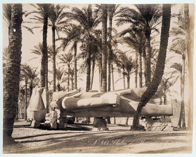 Una estatua de Menfis yace en un palmeral en Egipto - fotografía de los hermanos Zangali, finales del siglo XIX de Brothers Zangaki