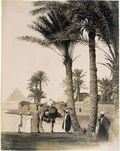 Palmeral al pie de las pirámides de Egipto - fotografía de los Hermanos Zangali, finales del siglo XIX de Brothers Zangaki
