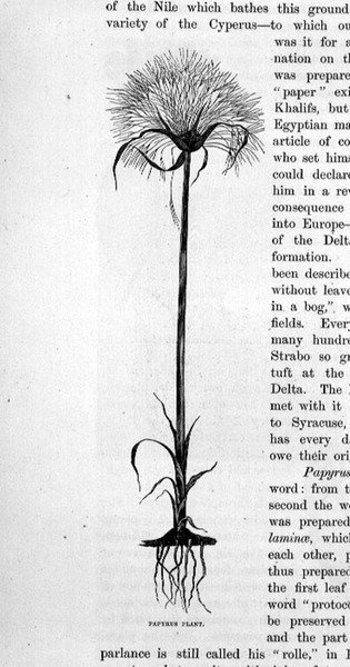 Planta de Papiro de Bruno Heinrich Strassberger