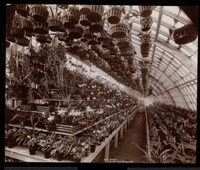 Orquídeas en un invernadero en la finca de Helen Gould (antigua residencia de Jay Gould) en Tarrytown, Nueva York, 1894 de Byron Company