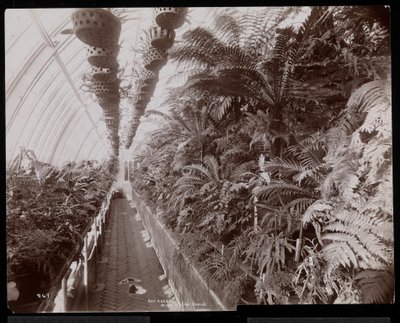 Plantas en un invernadero en la finca de Helen Gould (antigua residencia de Jay Gould) en Tarrytown, Nueva York, 1894 de Byron Company
