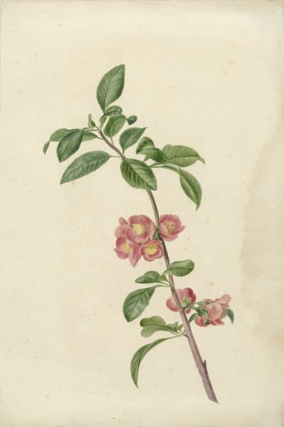 Rama floreciente de cerezo japonés de C.J. Kruimel