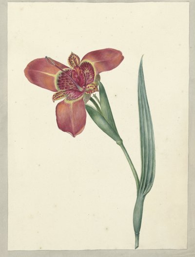 Flor llamada Ferraria Tigrina de C.J. Kruimel