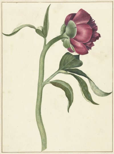 Flor de la peonía de C.J. Kruimel