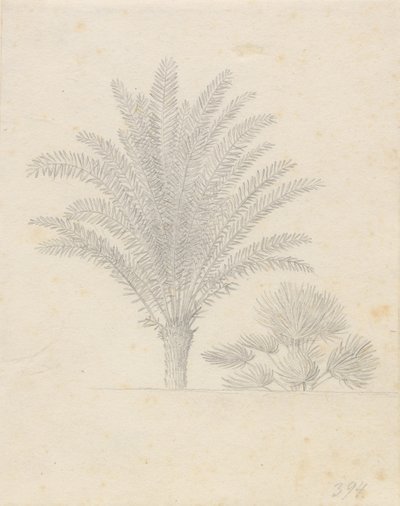 Palmera y grupo de hojas de Christoffer Wilhelm Eckersberg