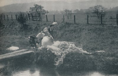 Esquila de ovejas, 1910 de C. Reid