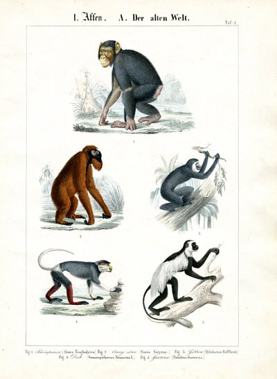 de C. Roth