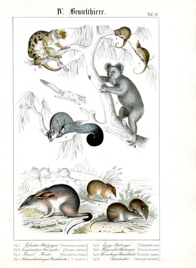  de C. Roth