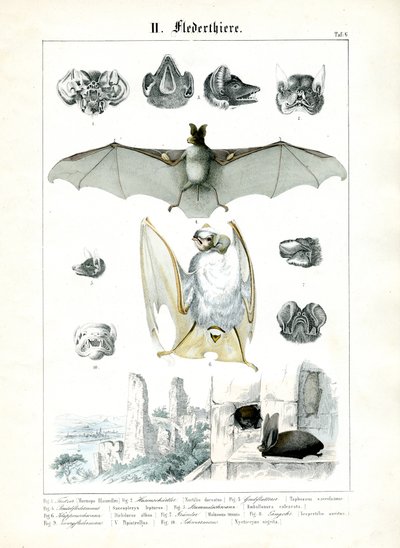  de C. Roth