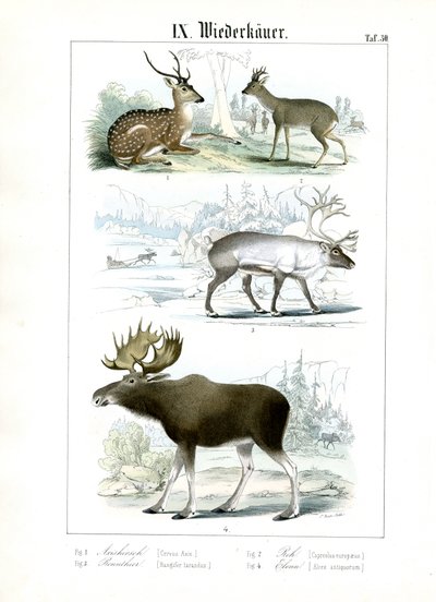  de C. Roth