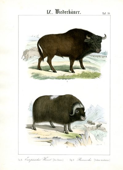  de C. Roth